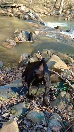 Garmin Astro 320 dog tracker, Team Henry family hunting and fishing team #doghunting #garmin