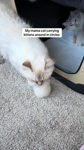 110K views · 4.1K reactions | Eventually Heidi realized the best spot for her kittens was the box I setup for her | Pearl's Ragdolls | Facebook