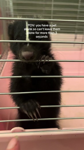 Caring for Your Pet Skunk: Essential Tips and Insights