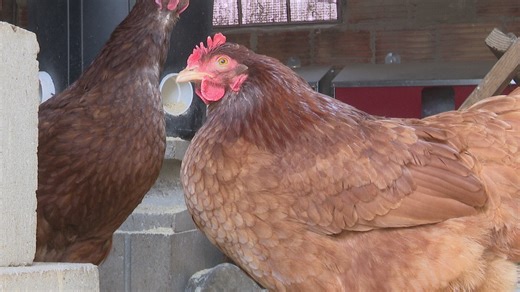 Michigan chicken farmers take precautions as bird flu risk rises with spring migration