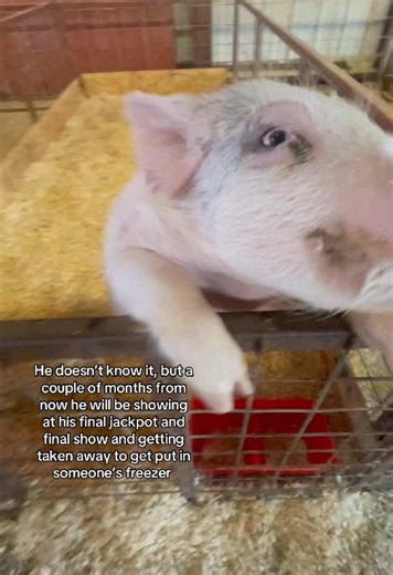 Emotional Farewell to My Pig: A Heartbreaking Journey