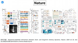 Nature—多巴胺如何调控短期记忆和长期记忆？