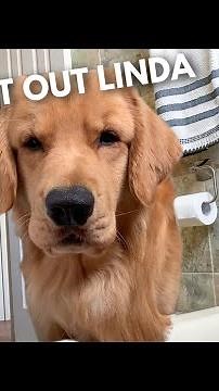 My Dog Tries to Get In the Tub With Me