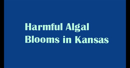 Cyanobacteria, more commonly known as blue-green algae, are aquatic bacteria that naturally exist in lakes, rivers, ponds & marine waters. They can produce harmful toxins to humans & animals. Take a moment to learn how to keep you & your family safe: https://bit.ly/3TUCchV. | Kansas Department of Health and Environment