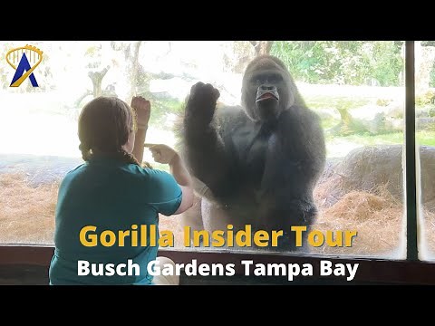 Gorilla Insider Tour at Busch Gardens Tampa Bay
