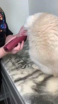 Quick Cat Grooming: Nail Trim, Paw Pads & Sanitary Clip | Shorthaired Cat