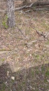 Check out this gorgeous Eastern Racer (Coluber constrictor) 🐍 that interpretive staff Hayden and Jameson spotted while out doing trail work! 🛠️🌿 While snakes might give some folks the chills, they play a vital role in maintaining a healthy ecosystem. Snakes help control rodent populations, which protects crops and reduces the spread of disease. They’re also a key part of the food web, providing meals for hawks, owls, and other predators. It’s important to remember: snakes don’t want to be nea