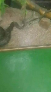 SPIRITUAL MEANING OF DREAMING ABOUT PYTHON SNAKE | Les Mpete