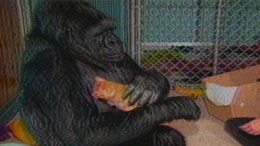 Koko the gorilla gets a new kitten