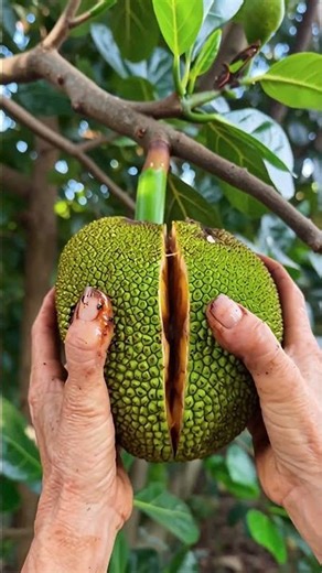 Ultra realistic jackfruit cut🍈ASMR reality