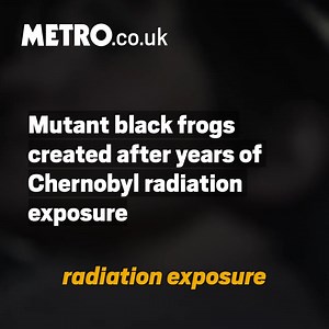 3.1K views · 21 reactions | The high radiation levels present around Chernobyl has changed the genetics of living creatures, and caused significant mutations. In the case of the Eastern tree frog, it’s having a very noticable effect. They're turning from a very bright green to black. | Metro | Facebook