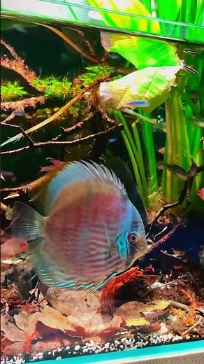 Stunning Blue Discus Fish Gliding Gracefully in Aquarium 😍🐟” #aquarium #fish #aquascape