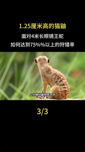 1.25厘米高的猫鼬，面对4米长眼镜王蛇，如何达到75%%以上的狩猎率#猫鼬 #猫鼬大战眼镜王蛇
