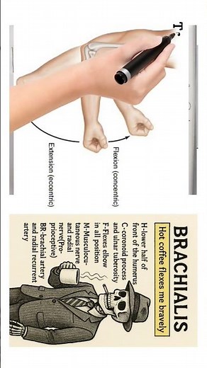 Brachialis Muscle | Origin, Insertion, Action #physiotherapy #muscleanatomy #anatomymadeeasy