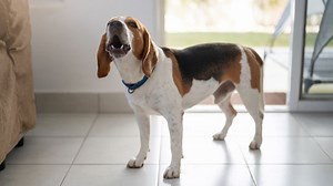 Maine bill seeks to crack down on excessive dog barking