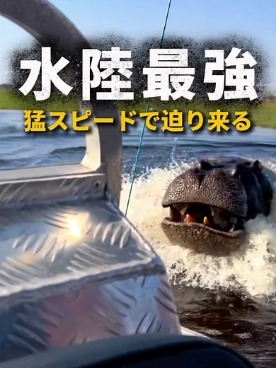 動物界の最強！カバの驚異的なスピードとは