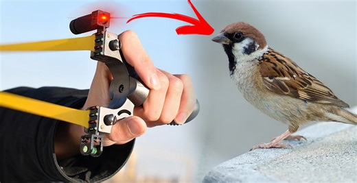 How Laser Works in Slingshot Shooting ❓ | Taseer Hunting