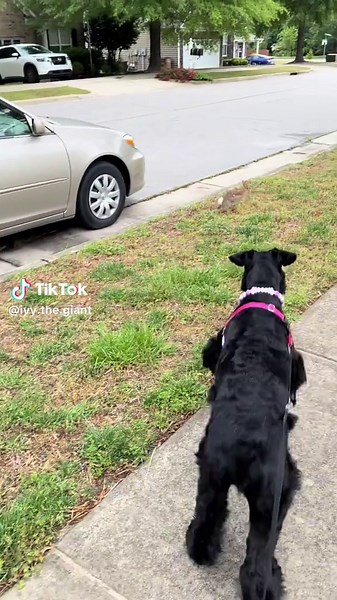 Giant Schnauzer Chases Bunny on Dog Walk