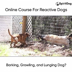 3M views · 207 reactions | Tired of your dog barking, growling and...