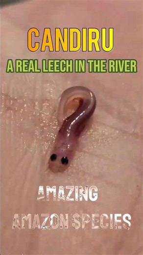 🐟The Most Feared Fish in the Amazon 😱Candiru | The World's Creepiest Freshwater Fish #shorts