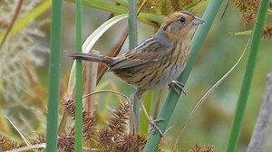 Nelson's sparrow - Alchetron, The Free Social Encyclopedia
