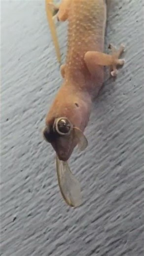 Predator in the Glow: Gecko vs. Insect