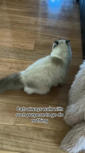 The Ultimate AutoScooper for Cat Lovers