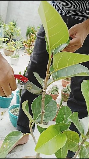 Ficus Bonsai Care in Seconds: Top Pruning Tips for Beginners 🔥#shorts #ficus #bonsai #pruning