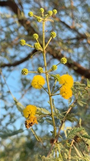 4K: Flower Close-Ups That Will Amaze You 🌺 #4k #flowers #nature #yellowflowers