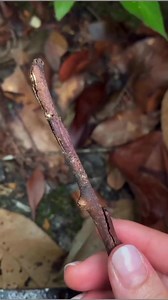 13K views · 407 reactions | The stick insect.  #phasmatodea | JocHel ALumno | Facebook