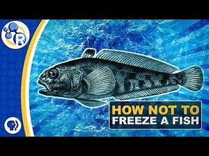 Why Don’t Antarctic Fish Freeze to Death?