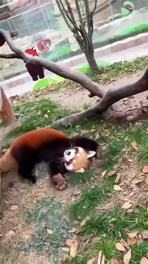The Heartwarming Fall of a Red Panda
