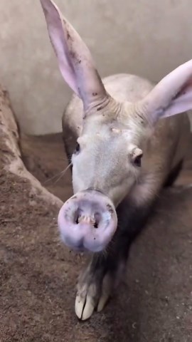 Aardvark Emerges for a Close-Up Encounter