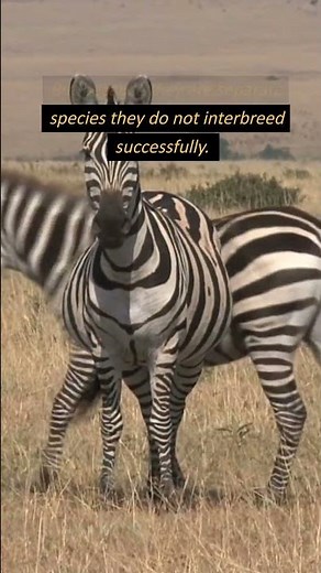 What Happens When Zebras Mate with Horses or Donkeys. #shortsfeed #shorts #zebras #factsonanimals