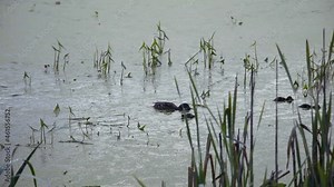 In the early morning, a duck with ducklings feeds