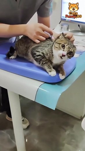 Cats vs. Vets: Hilarious Reactions at the Clinic
