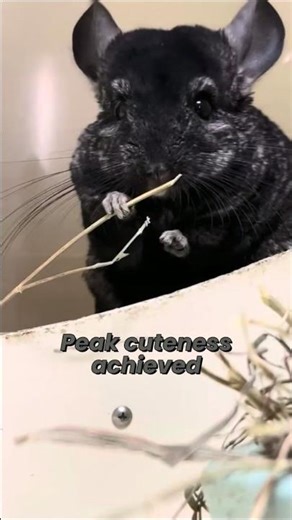 The Cutest Way for a Chinchilla to Eat Hay