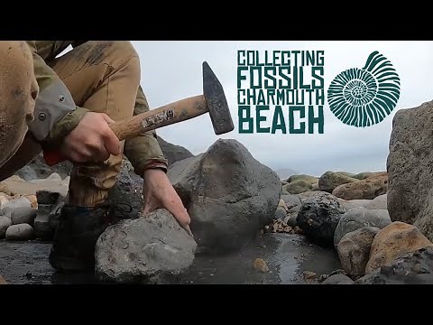 Collecting fossils on Charmouth Beach