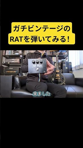 超貴重！80年代初期のガチビンテージのRATを弾く！！#guitar #エフェクター #ギター