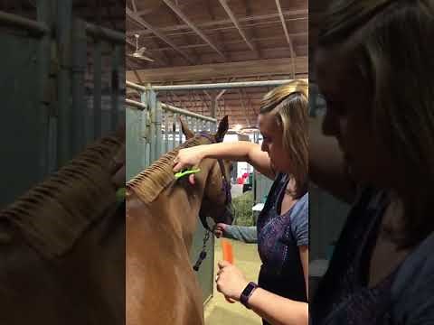 Horse Banding & Braiding Helpful Tips