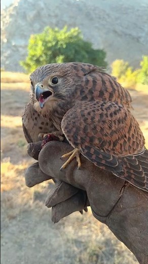 Training My Kestrel from a Distance | Falconry in Action!👀🦅