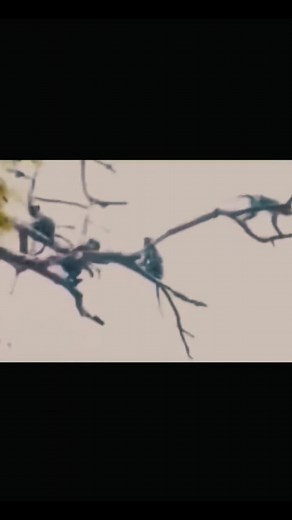 #monkey #funny #funnyanimals #fyp