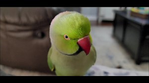 249K views · 10K reactions | Dinosaur mode has been ACTIVATED | Chatterbox Parrots | Facebook