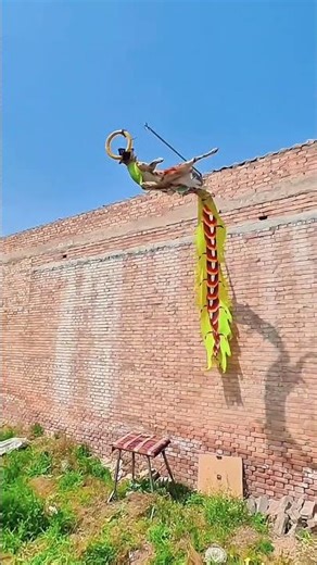 Superb and beautiful Dog My Funny Dog high jumping Moments Smart Dog in Action