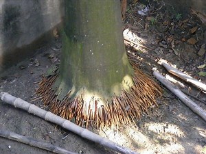 Fibrous root system - Alchetron, The Free Social Encyclopedia
