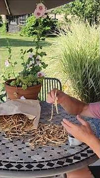 Comment faire vos propres graines d' Haricots verts ?