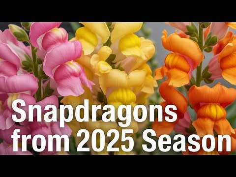 Snapdragons: The Most Colorful Flowers