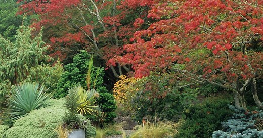 How to pick the best shade tree for your Pacific NW landscape