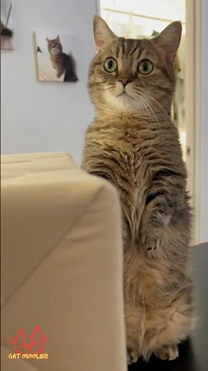 Cat Giggles #255 – Your Daily Dose of Funny Cats! 😻 #shorts #pet #cat #funny #foryou #viralvideo