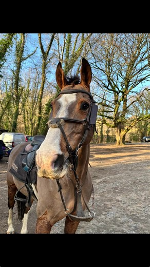 Xmas eve hack 🐴🎄✌🏼@Roxy #eqestrian #horses #hacking #fyp #foryoupagе
